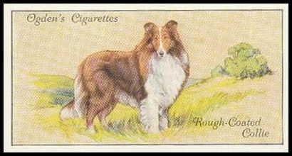 7 Rough Coated Collie